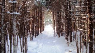 forest, snow, path