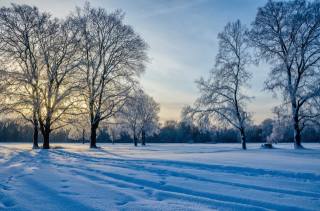 лес, деревья, снег, Александр Березуцкий