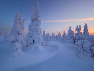 trees, snow, drifts, winter