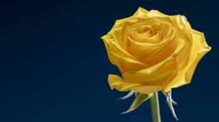 rose, yellow, background