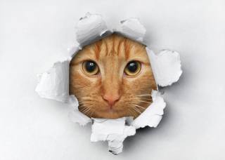 cat, muzzle, hole, paper