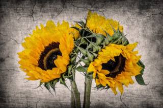 sunflower, flowers, background
