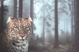 leopard, forest, fog, morning, photomanipulation