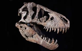 Tyrannosaurus Rex, саке, Maastrichtian, Late Cretaceous