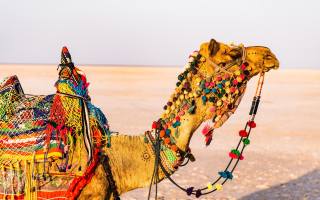 india, camel, outdoors, travel
