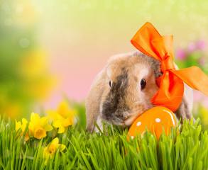 flowers, holiday, nature, rabbit, daffodils, Easter, Easter, bokeh, bow, egg, grass, spring