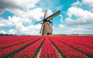 tulip field, Голландия, windmill