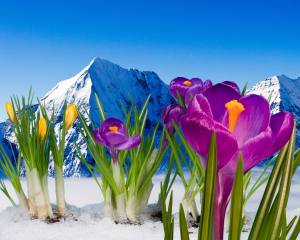 příroda, hory, sníh, zima, krajina, nebe, sníh, květiny, krokusy