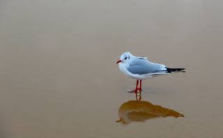 Seagull, background
