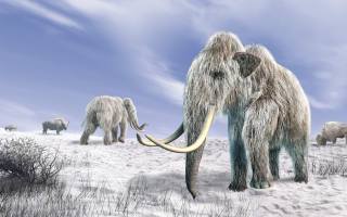 Woolly Mammoth, Mammuthus Primigenius, Holocene Epoch