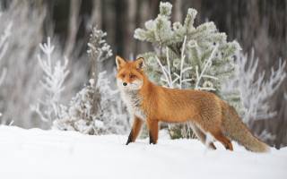 лисиця, хижак, winter, Snow