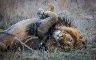 wildlife, Southern Africa, lion relaxed