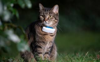 GPS Pet Tracker, Cat, mustachioed friend