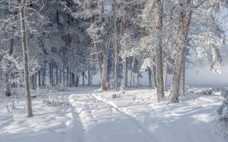 winter, forest, wood, тіні, Snow, іній, fog