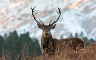 Red Deer, Cervus Elaphus, Scottish Highlands