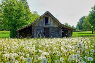 the barn, field, dandelions, spring