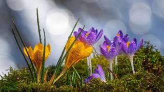 spring, flowers, Крокуси, шафран, краплі води, moss, bokeh, macro