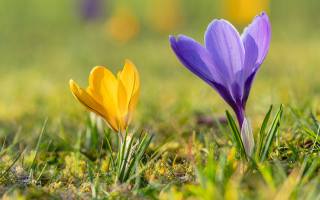 spring, flowers, macro, Крокуси, шафран