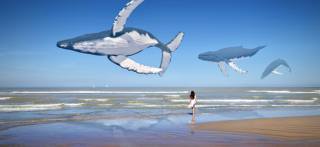 whales, flight, girl, sea, the beach