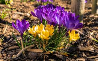 весна, цветы, Крокуси, шафран, макро