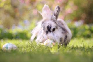 Animal, rabbit, nature, grass, EGGS, holiday, Easter