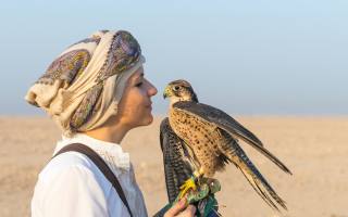 Qatar, desert, falcon, Hunting