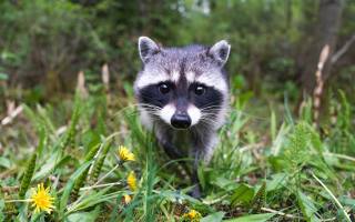 wildlife, Cute Raccoon, животные