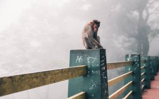 snow monkey, Foggy Day, Япония