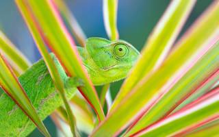 chameleon, exotic and mesmerizing pets, terrarium