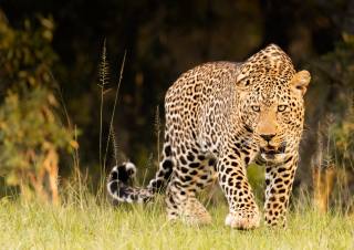 Africa, leopard
