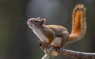 Brown Squirrel, Furry, cute, outdoors